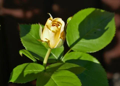 Yellow Rose Stock Photos