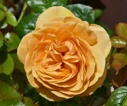 Yellow Rose Stock Photos