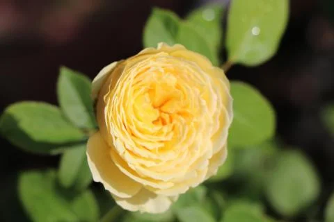 Yellow rose Stock Photos