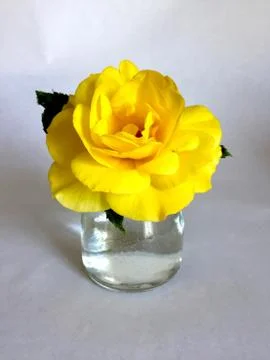 Yellow Rose 스톡 사진