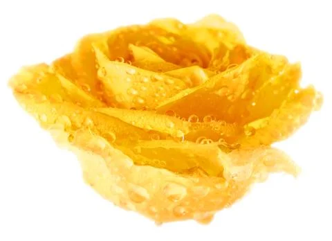 Yellow rose Stock Photos