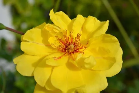 Yellow rose Stock Photos