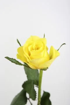 Yellow rose Stock Photos