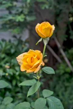 Yellow rose Stock Photos