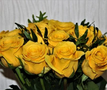 Yellow rose Stock Photos