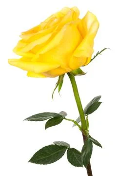 Yellow rose Stock Photos