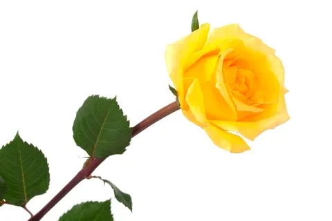 Yellow rose Stock Photos