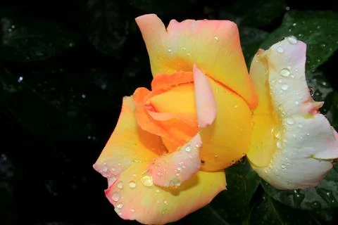 Yellow Rose Stock-Fotos