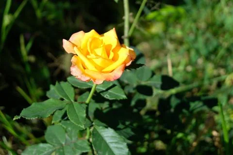 Yellow rose Stock Photos