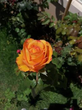 Yellow rose Stock Photos