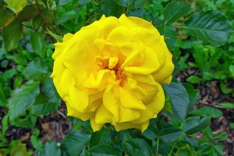 Yellow rose Stock Photos