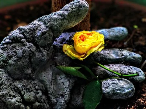 Yellow rose Stock Photos
