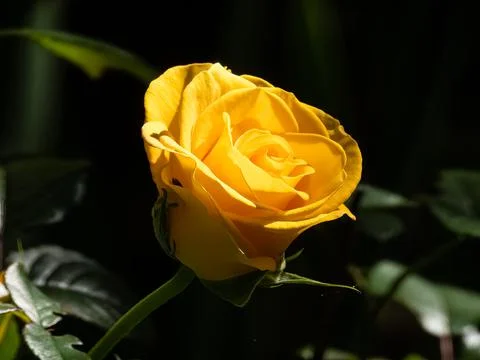 Yellow rose Stock Photos
