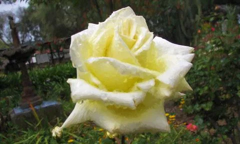Yellow Rose Stock-Fotos