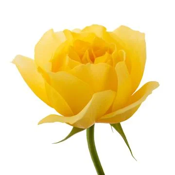 Yellow rose Stock-Fotos
