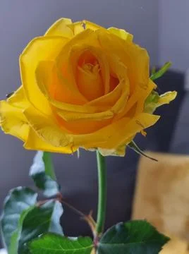 Yellow rose. Foto stock