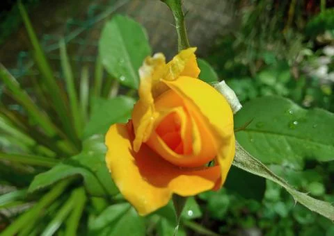 Yellow rose Foto stock