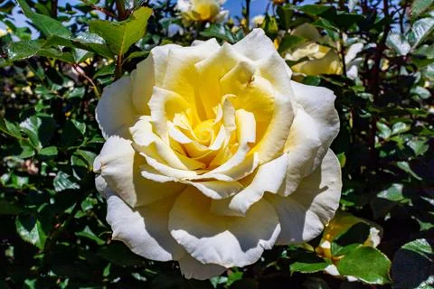 Yellow Rose Stock Photos