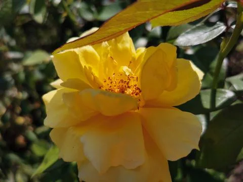 Yellow rose Stock Photos