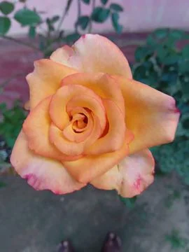 Yellow rose Foto stock