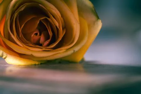 Yellow rose Stock Photos