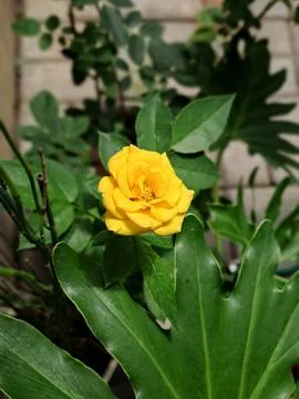 Yellow rose Stock Photos