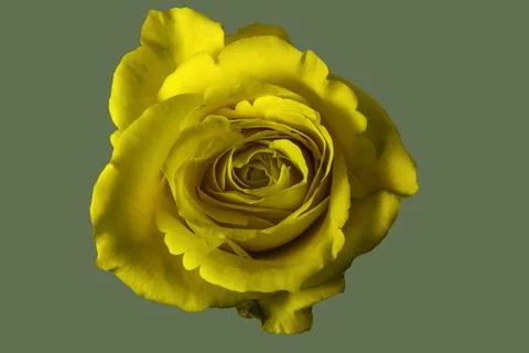 A yellow Rose Stock Photos