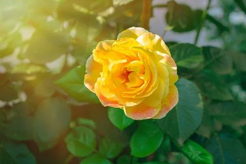Yellow rose 스톡 사진
