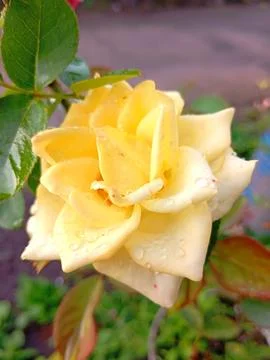 Yellow rose Stock Photos