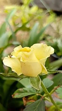 Yellow rose Stock Photos
