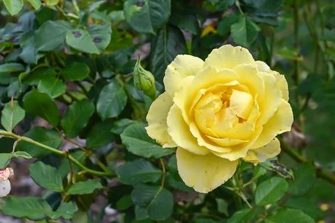 Yellow rose Stock Photos