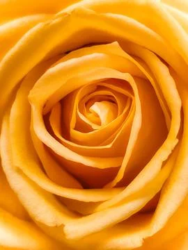 Yellow rose Stock Photos