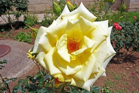 Yellow rose Stock Photos