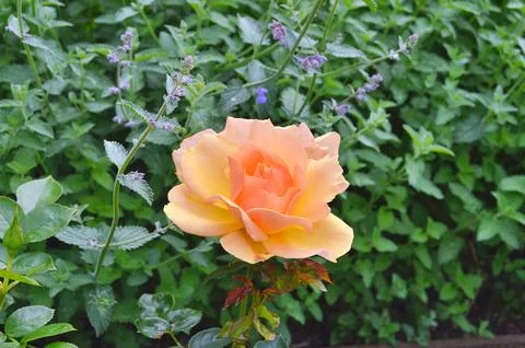 Yellow rose Stock Photos