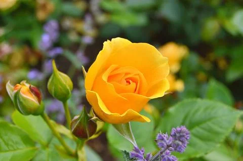Yellow rose Stock Photos