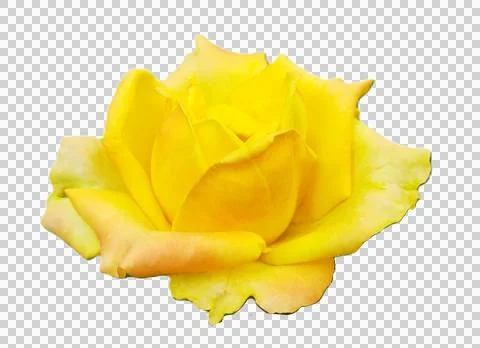 Yellow rose Stock Photos