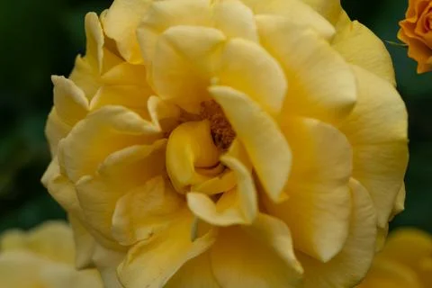 Yellow rose Fotos Stock