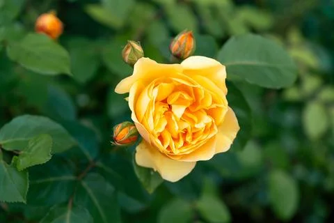Yellow rose 写真素材