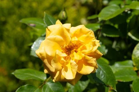 Yellow rose Fotos Stock