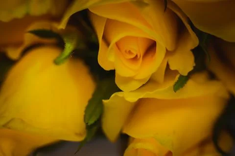 A yellow rose is placed on the table during the holiday. Stock Photos