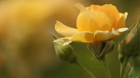Yellow rose Rack focus Stock Footage 35661164