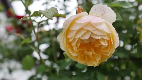Yellow rose with Rain drops all over. Stock Footage 131873644