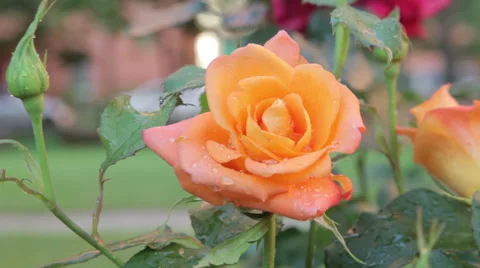 Yellow rose in the rain Stock-Footage 40412870