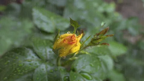 Yellow rose in the rain Видео 87463435