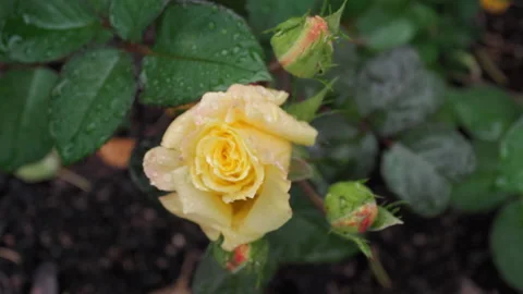 Yellow rose in the rain Stock Footage 162407186
