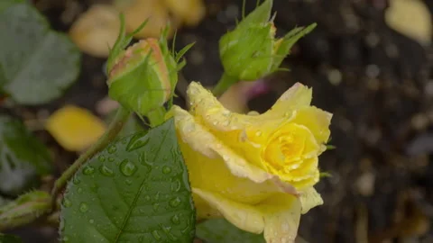 Yellow rose with raindrops Stock Footage 166633520