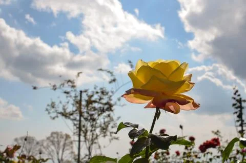 Yellow Rose Reaches for the Sky Stock Photos
