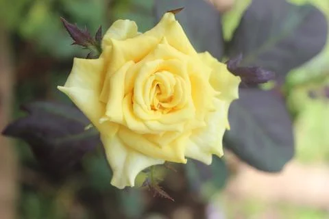 A yellow rose (Rosa) blooming with a blurred background Stock Photos