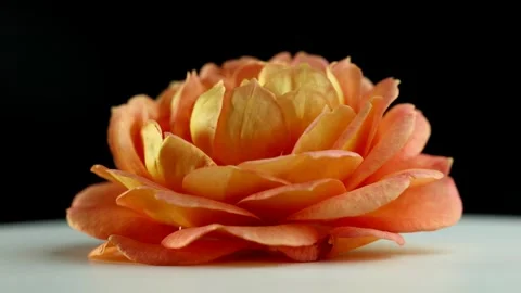 A yellow rose rotates on a black background Stock Footage 313009811