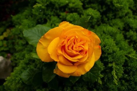 Yellow rose in a rustic background. Rose on a green background Stock Photos